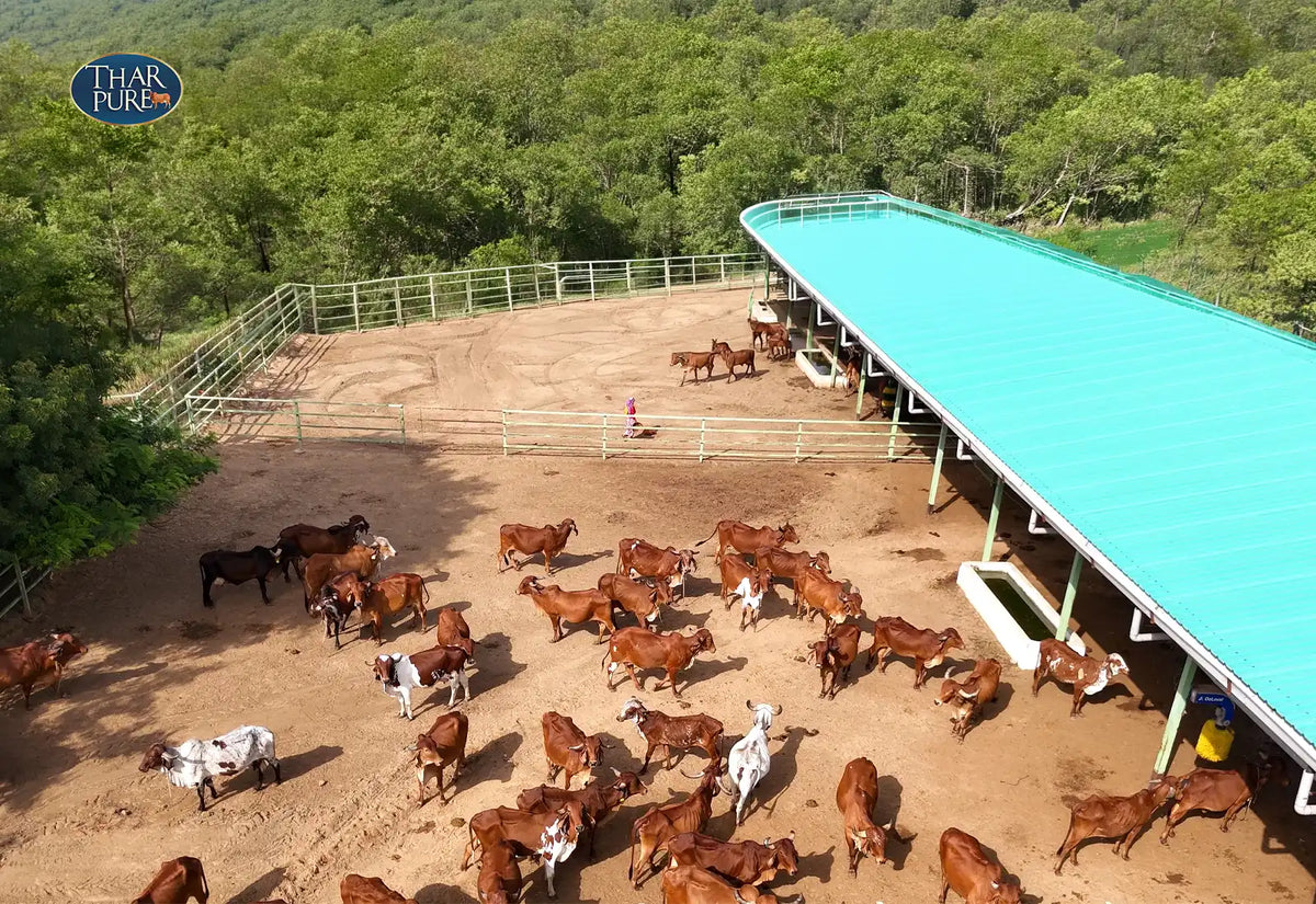 Tharpure Organic Farms