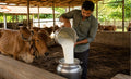 A2 Desi Cow Milk