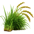 Organic Fodder 
