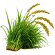 Organic Fodder 