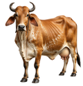 Ethical Cow Care