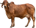 Ethical Cow Care