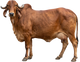 Ethical Cow Care