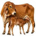 Calves Fed First