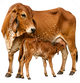 Calves Fed First