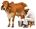 Gentle Milking