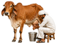 Gentle Milking