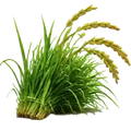 Organic Fodder 