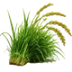 Organic Fodder 