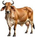 Ethical Cow Care