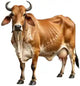 Ethical Cow Care