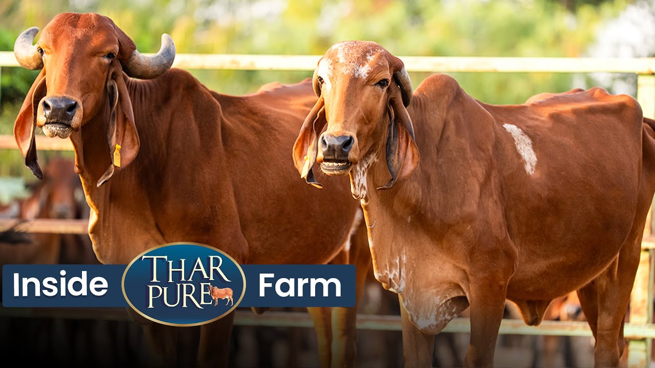 Load video: TharPure farm video